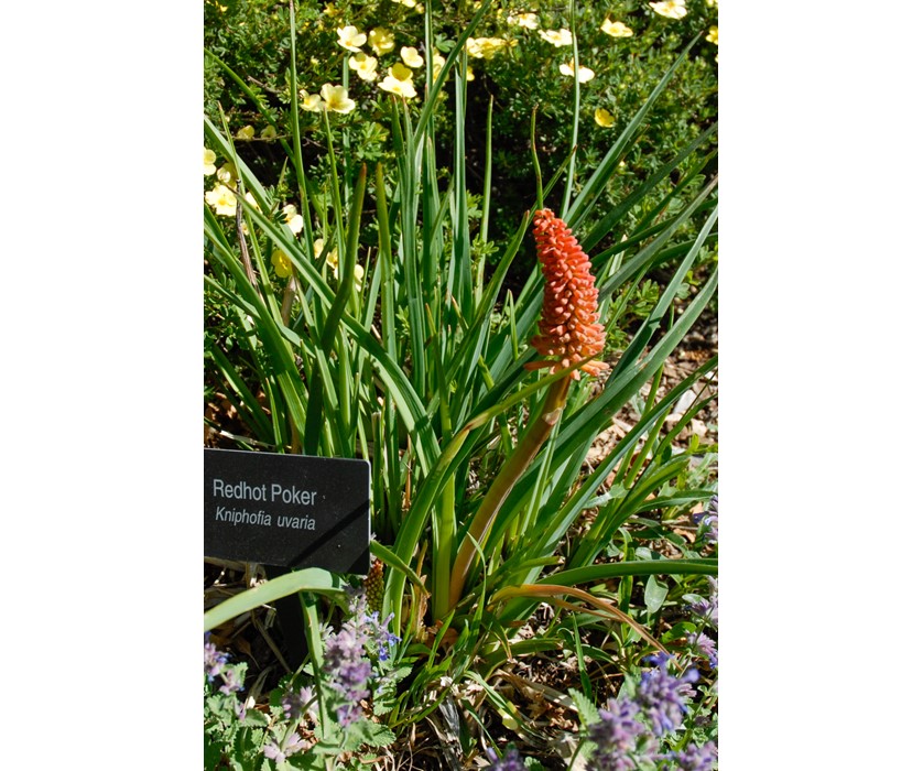 Torch Lily